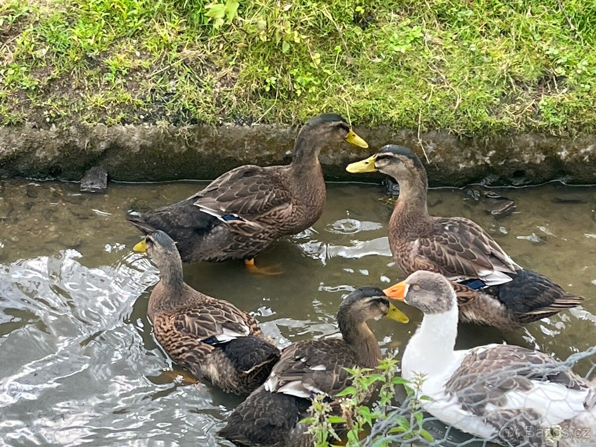 Kachny ruanske