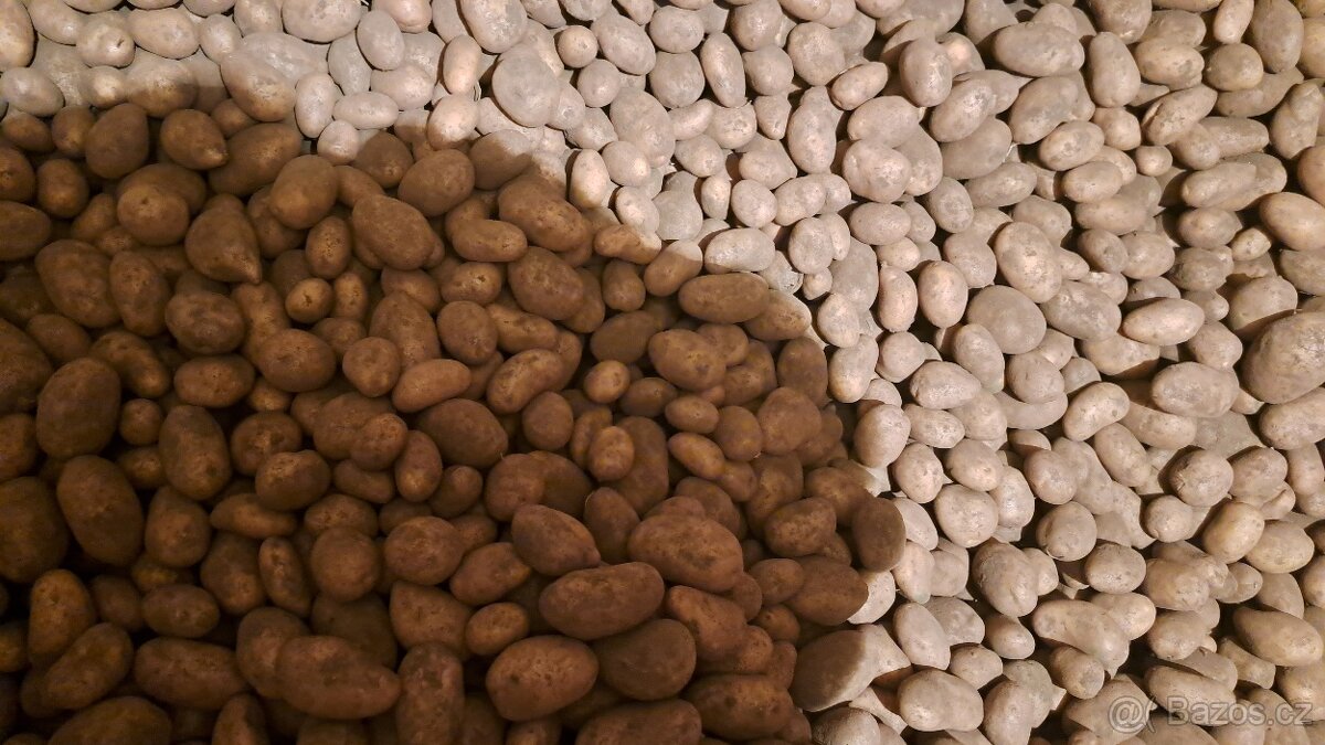 Prodáme brambory a cibuli na uskladnění