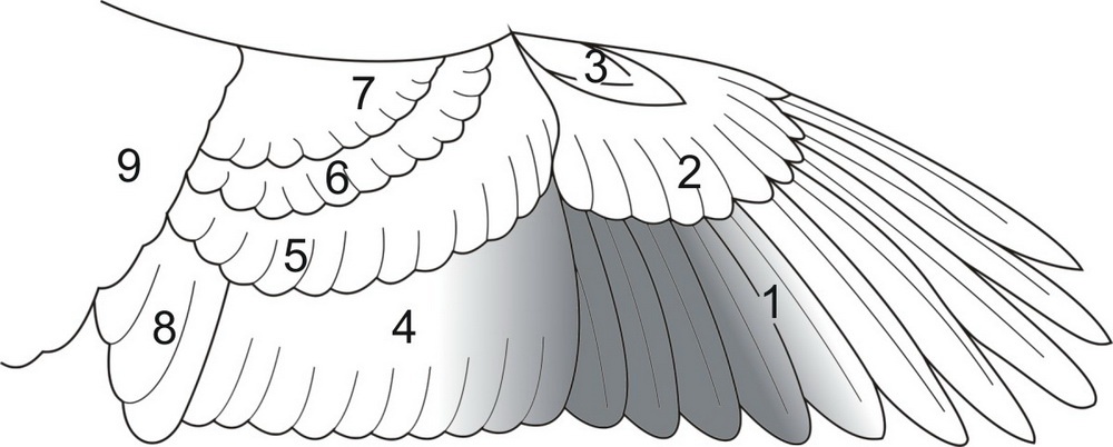 Husí pera - celé konce, křídla s peřím
