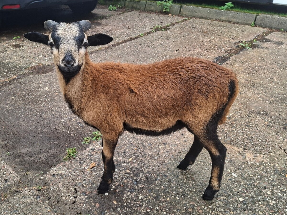 Ovce kamerunská, ovečka a beránek