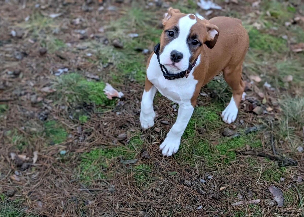 Americký stafordšírský teriér PP pes