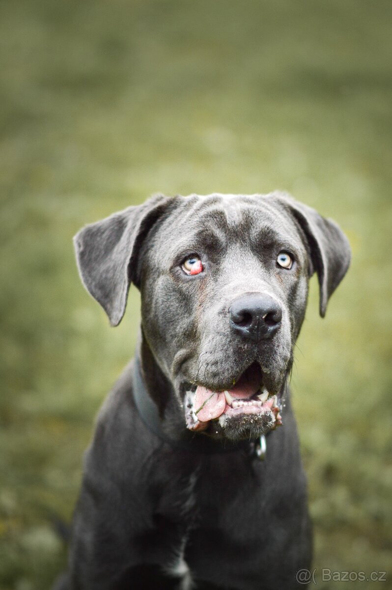 Gino - x cane Corso - praštěný puberťák, 1rok