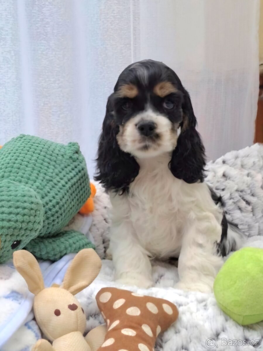 Americký kokršpaněl