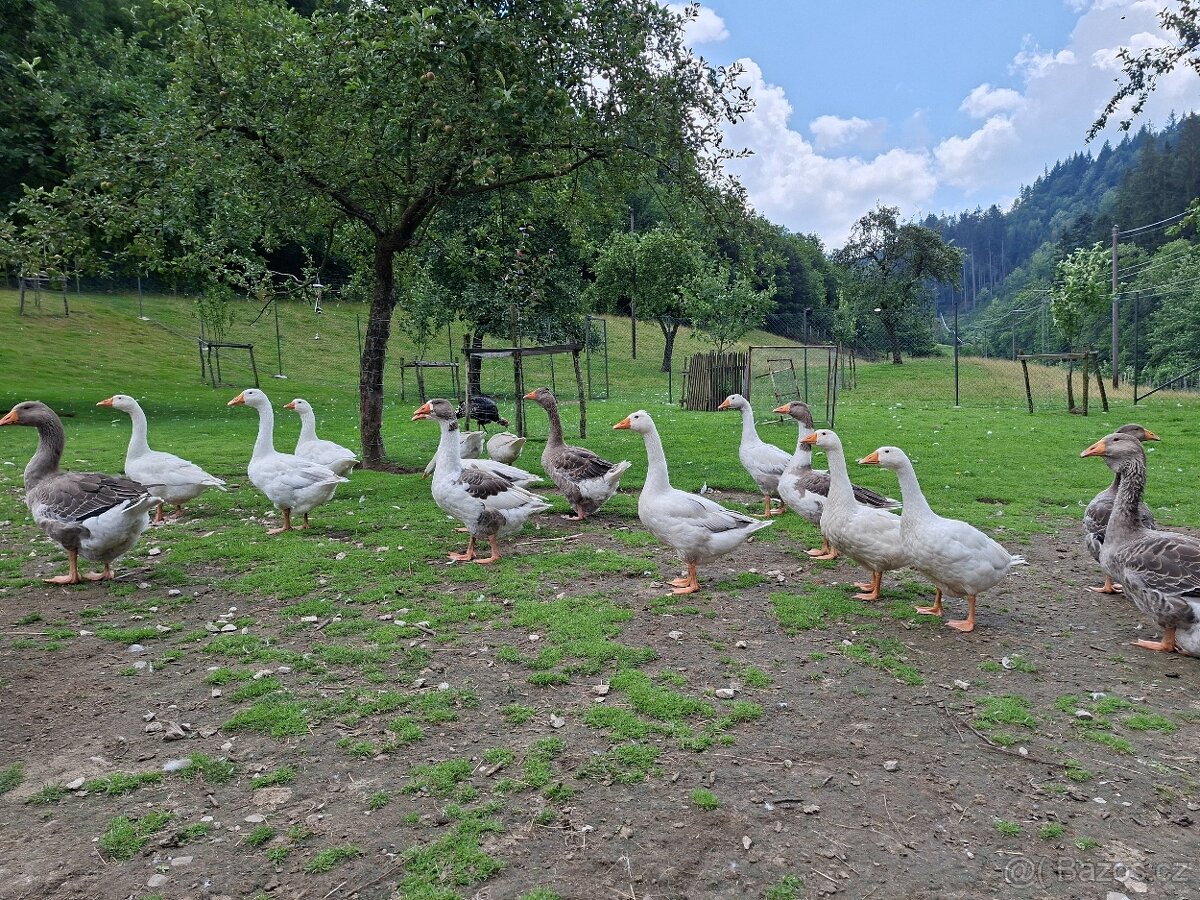 Prodám mladé husy