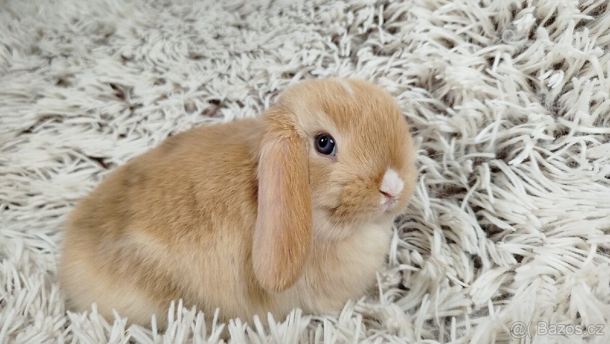 Zakrslý beránek, králíček, králík - BOU