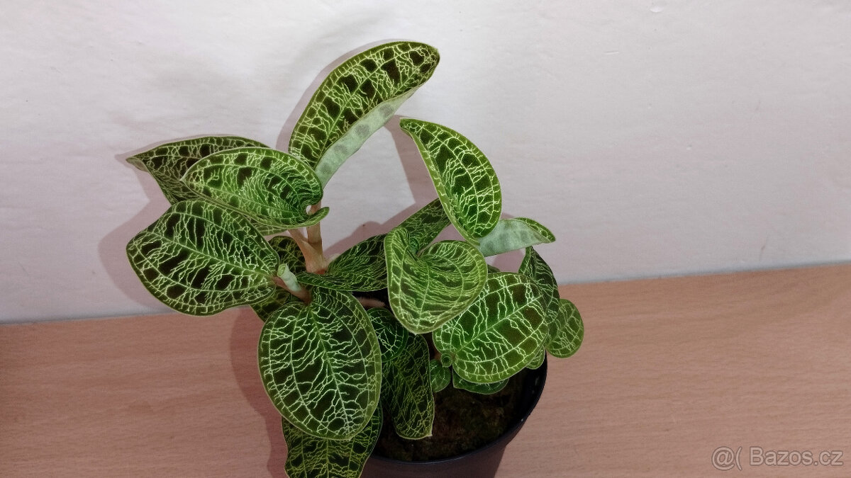 Macodes Petola (jewel orchid)