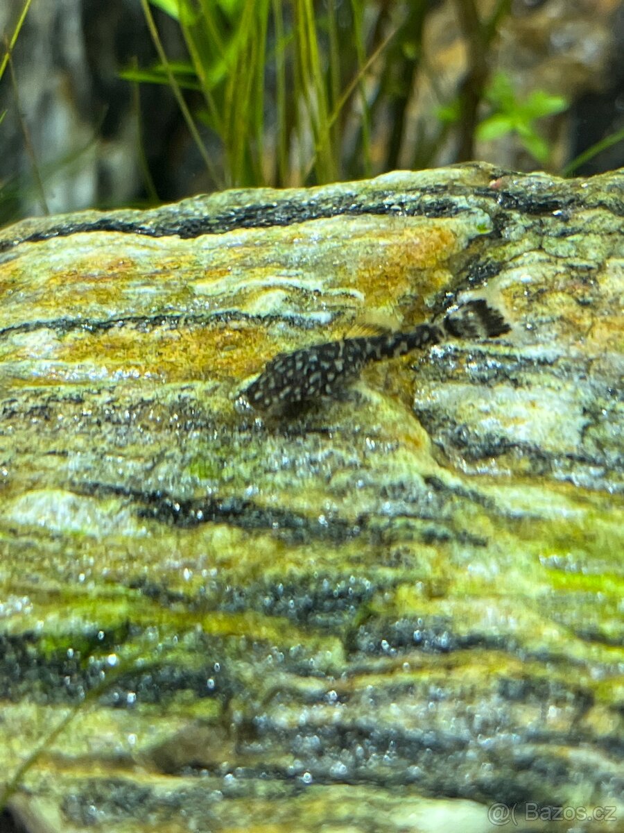 Akvarijni rybičky - Ancitrus, krunýřovec