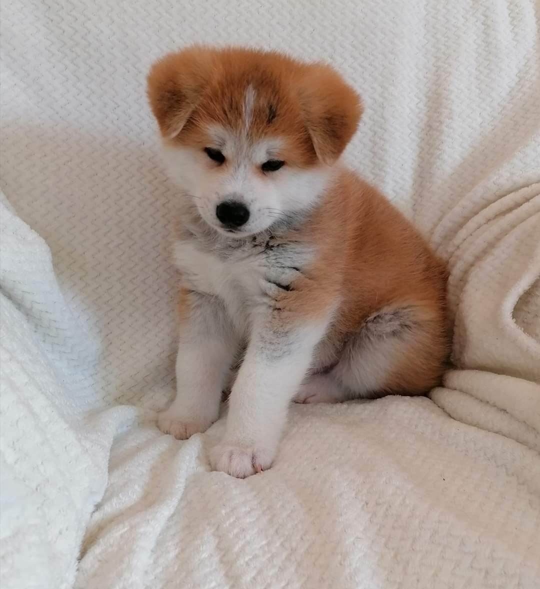 Akita inu s PP