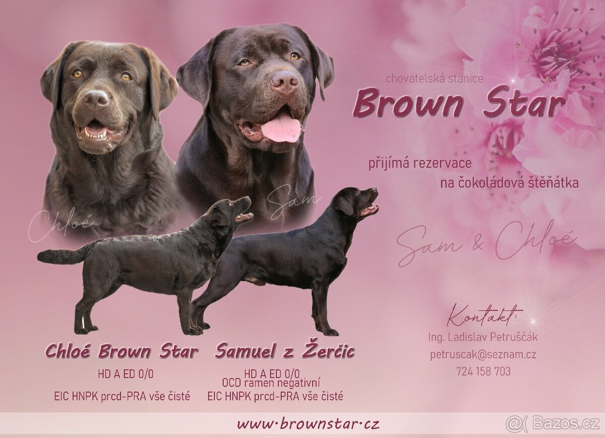Štěňátka labradorského retrievra