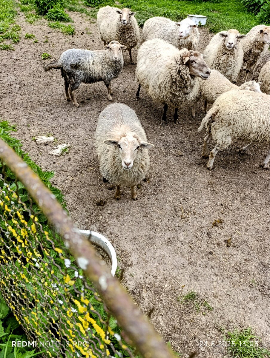 Jehňata