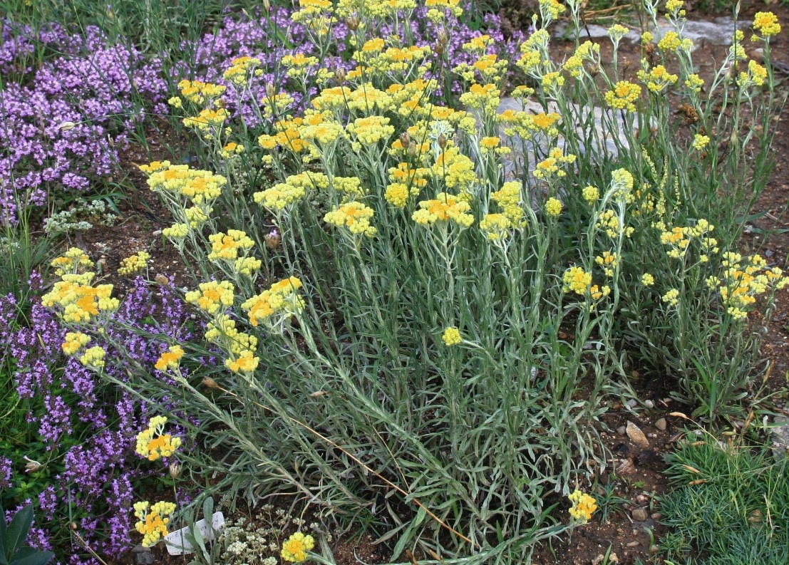 Smil písečný Helichrysum arenarium 500 semen 50 Kč