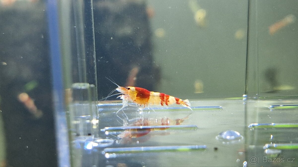 Krevetky Caridina red crystal