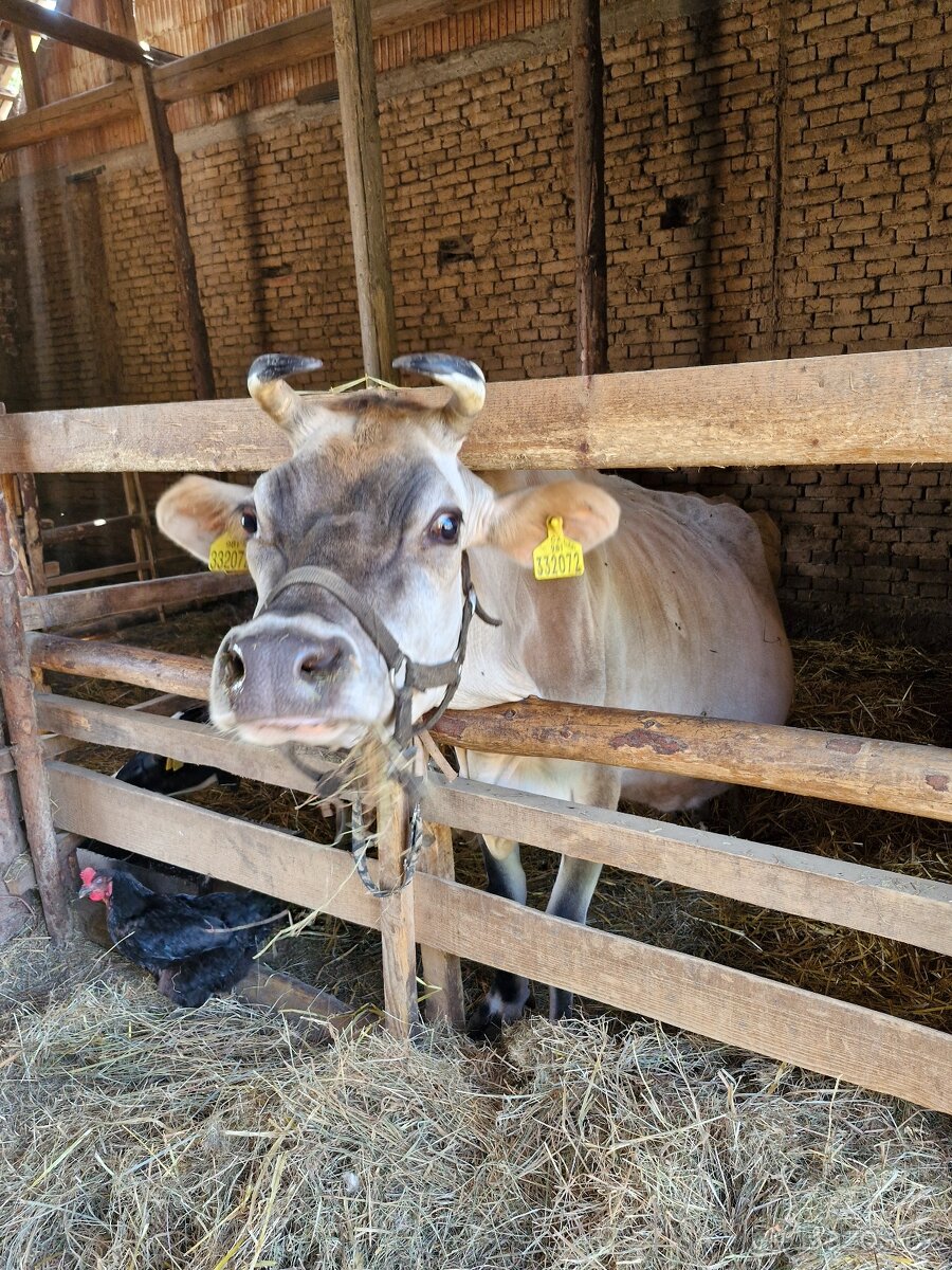 Jersey