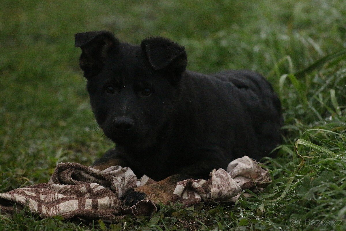 Německý ovčák s PP - štěňata k odběru