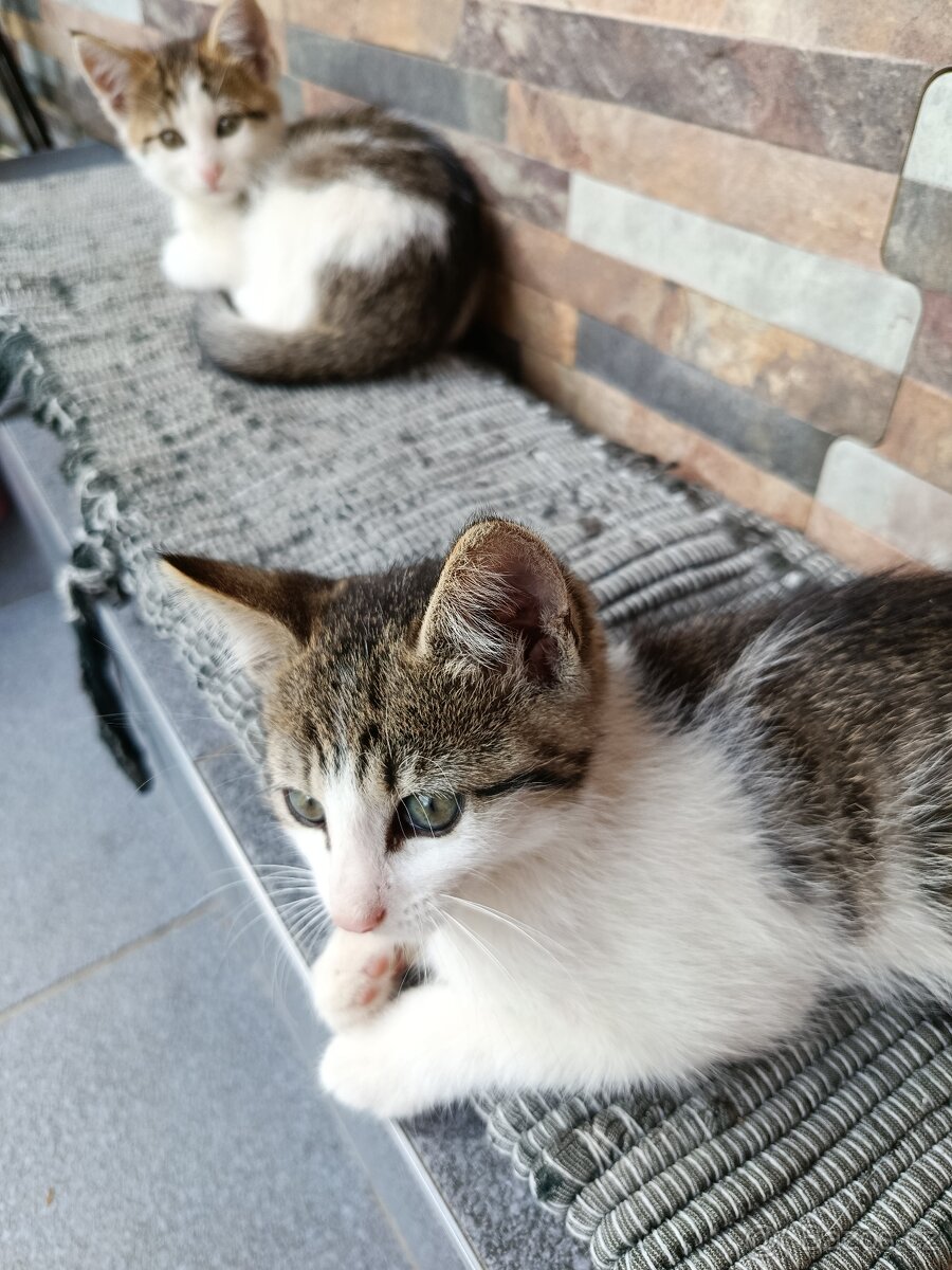 Daruji koťátka
