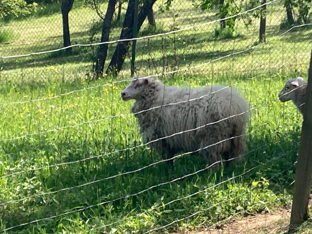 Quessanska ovce