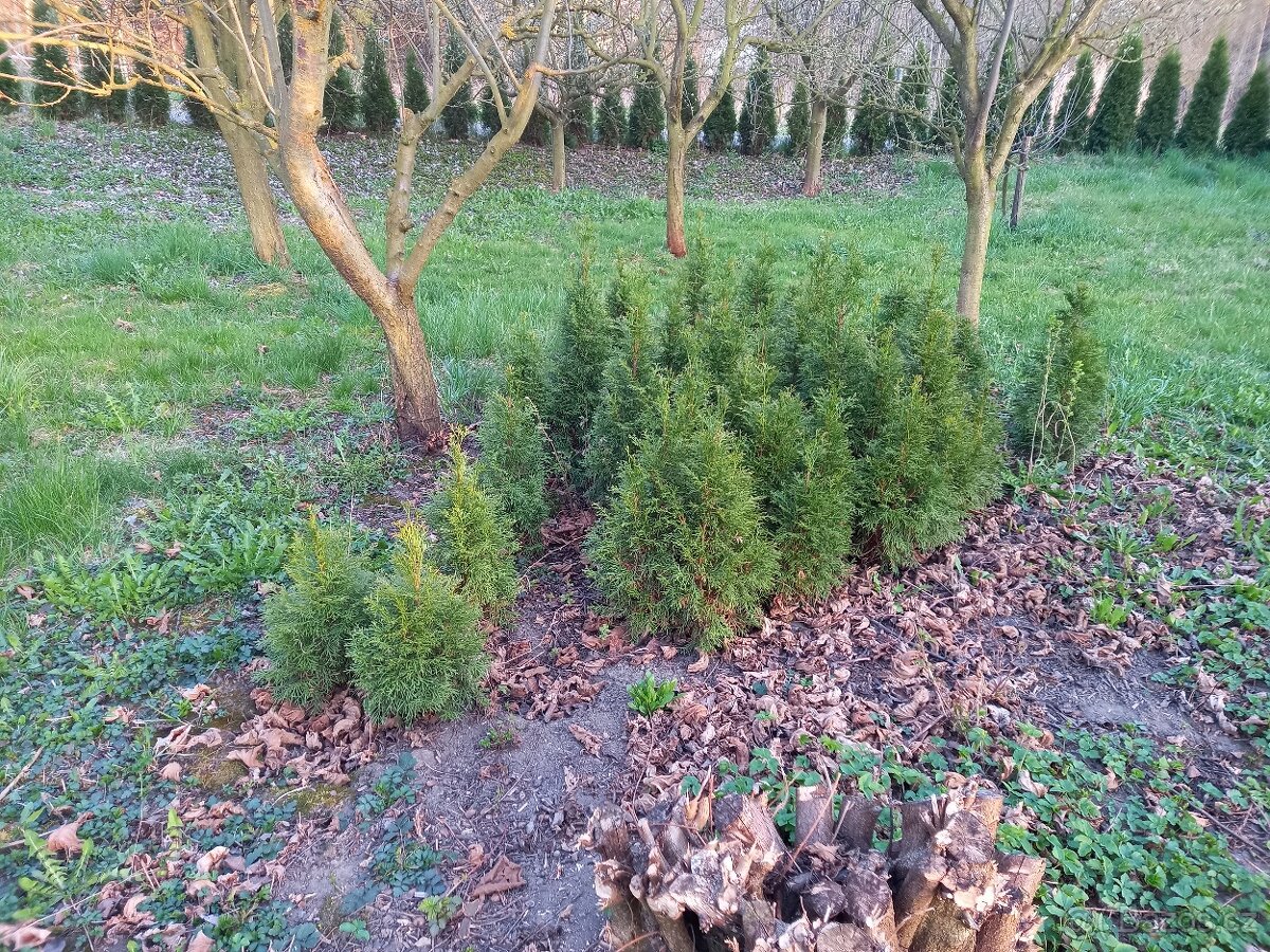 Thuje brabant