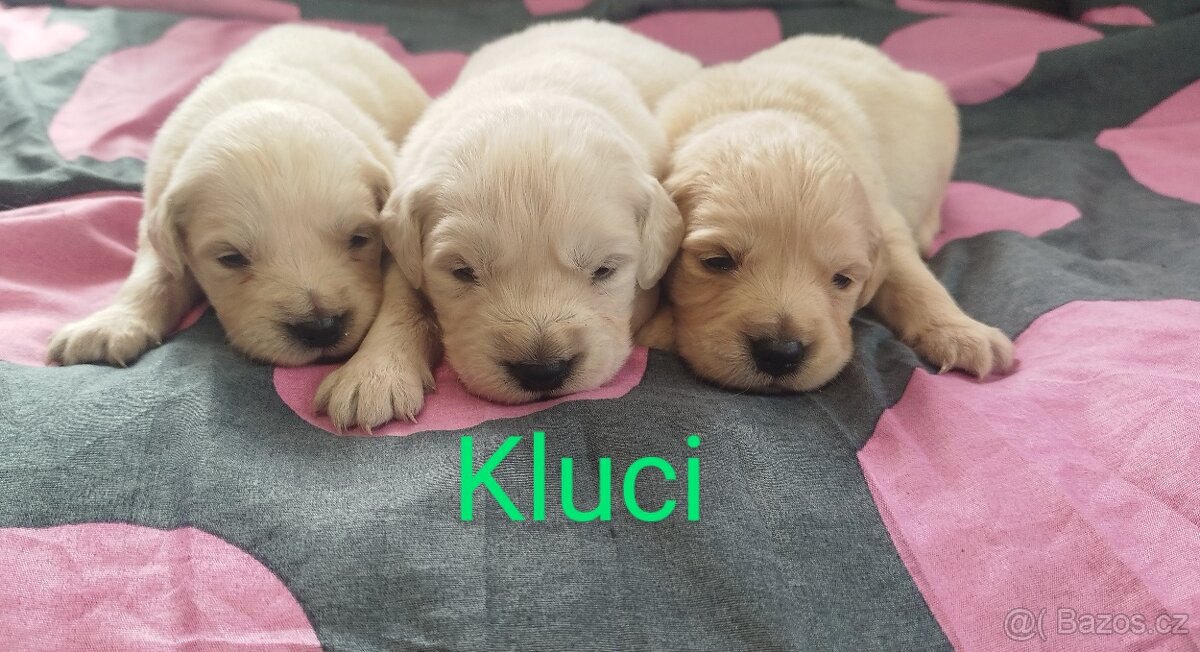 Zlatý retrívr / retriever