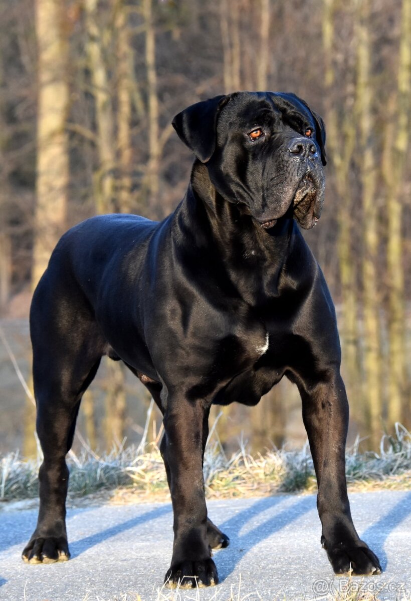 Krycí pes Cane Corso