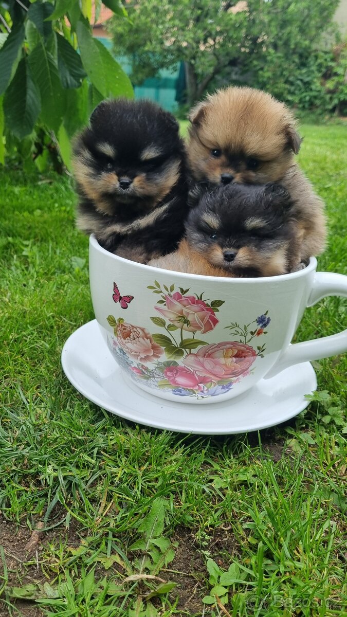 Německý špic trpasličí/Pomeranian 3 kluci