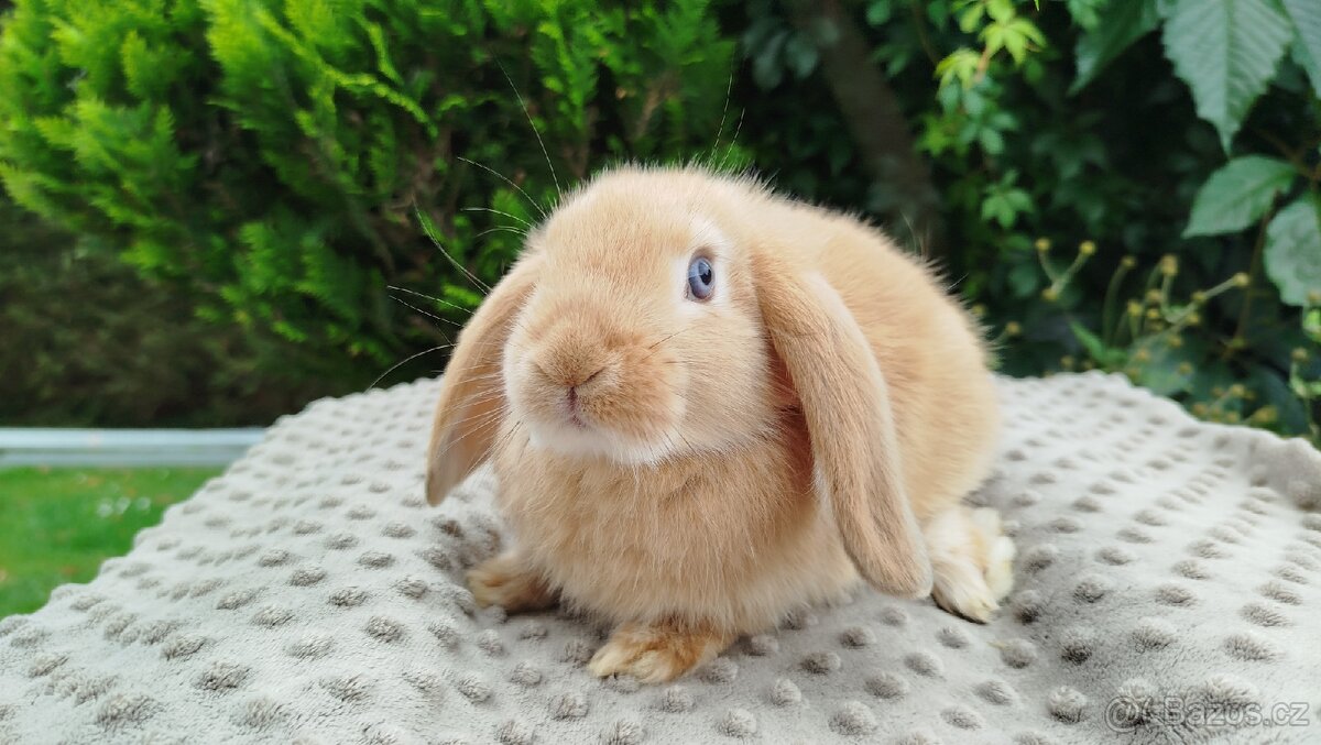 Zakrslý beránek, králíček, králík - RIKI