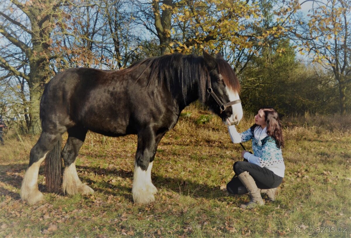 Shire horse