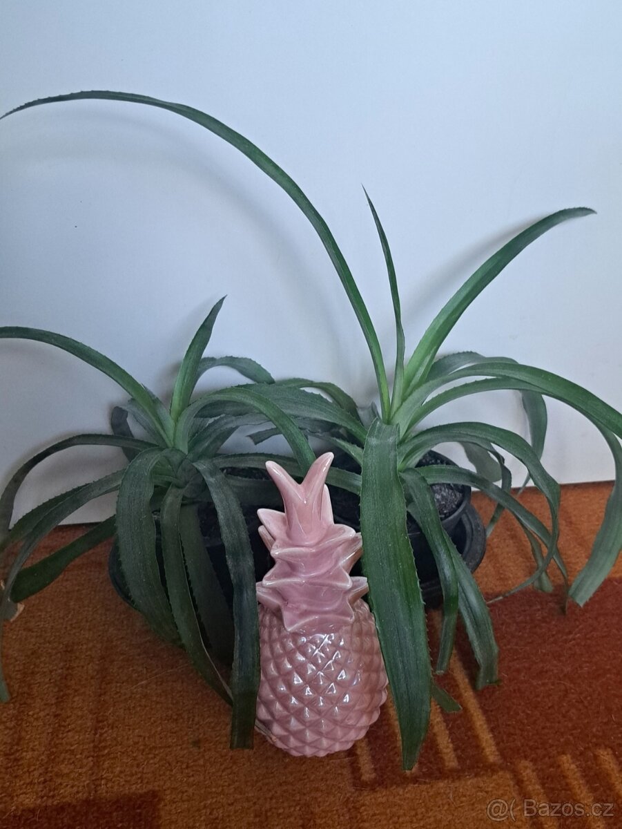 Ananas, ananasovník
