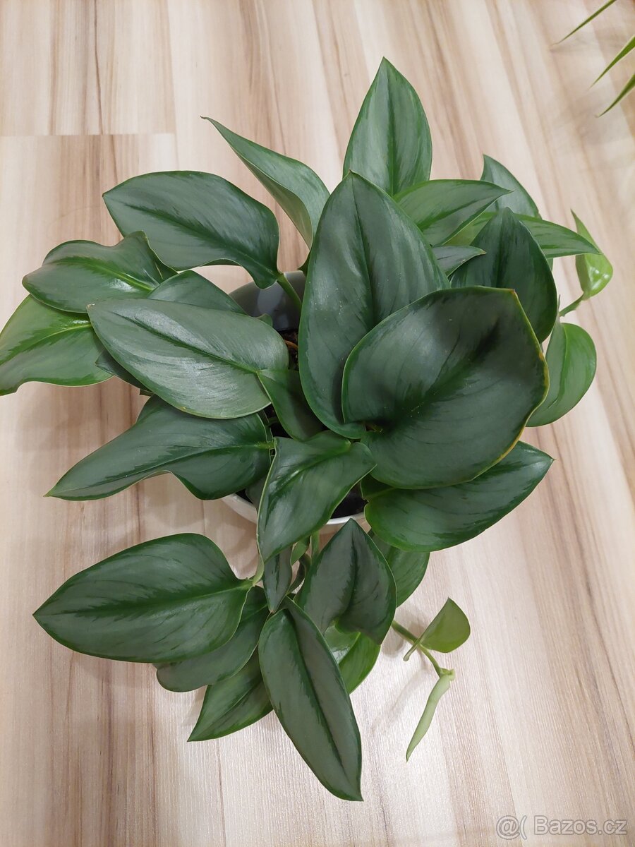 Scindapsus treubii  moonlight