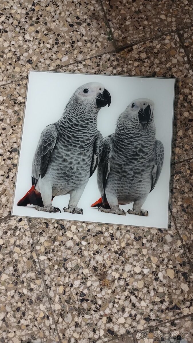 Obraz papoušek šedý - žako 34cm