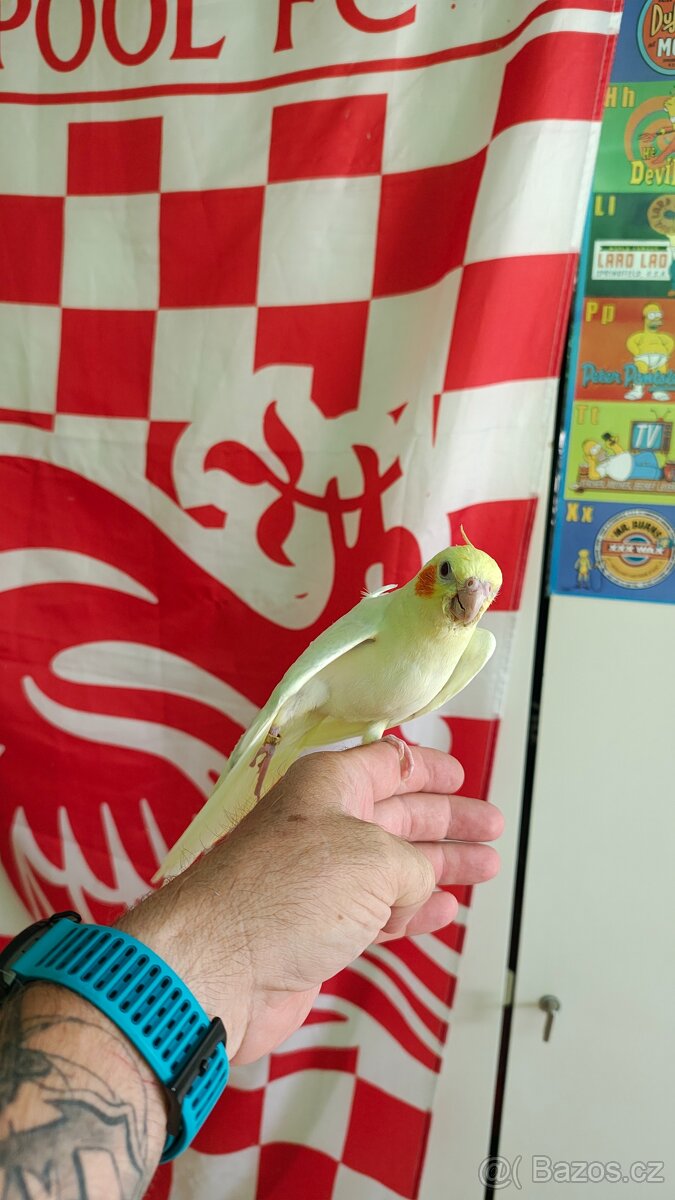 Prodám dokrmené korely
