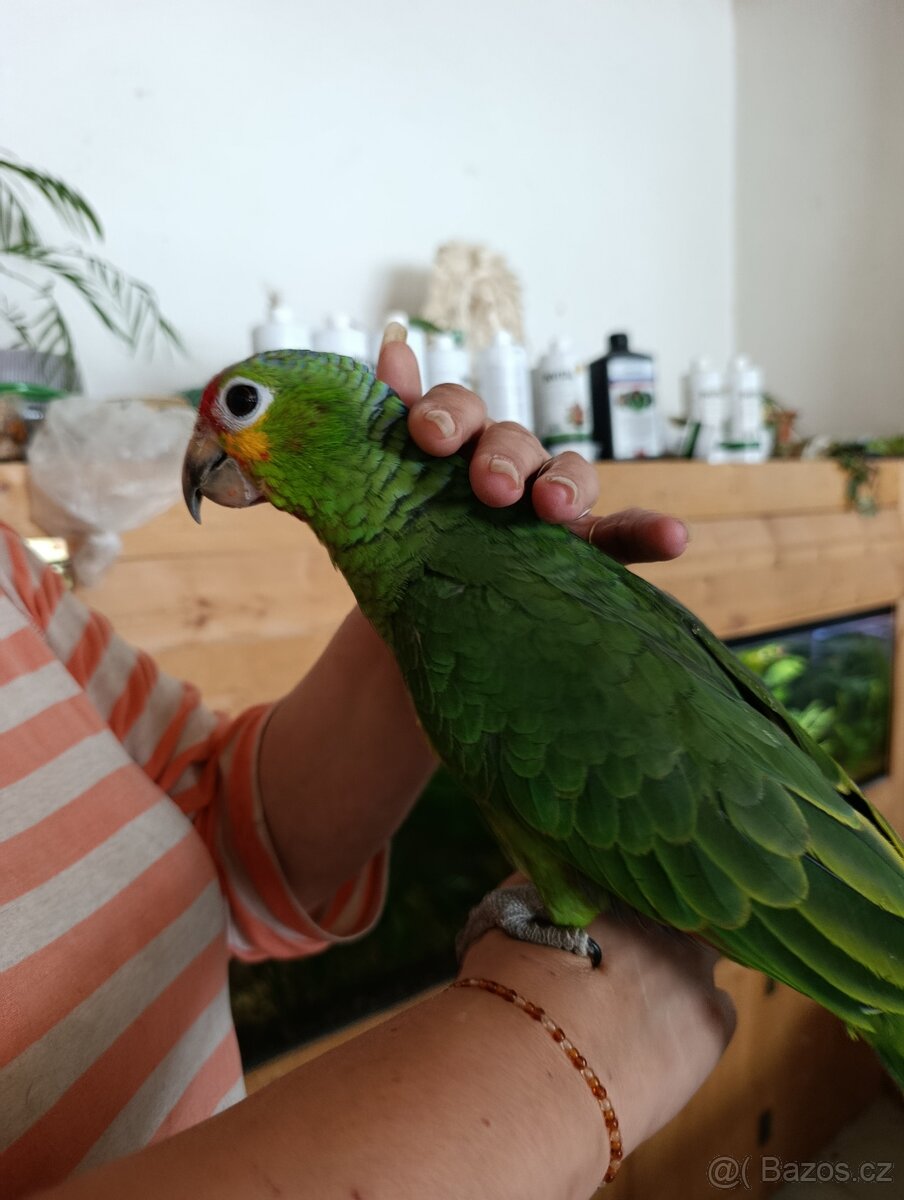 Prodám amazoňany žlutolícé