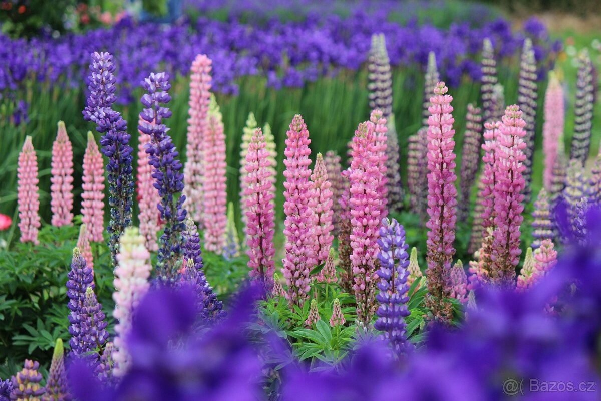 Lupinus polyphyllus- Lupina , Vlci bob