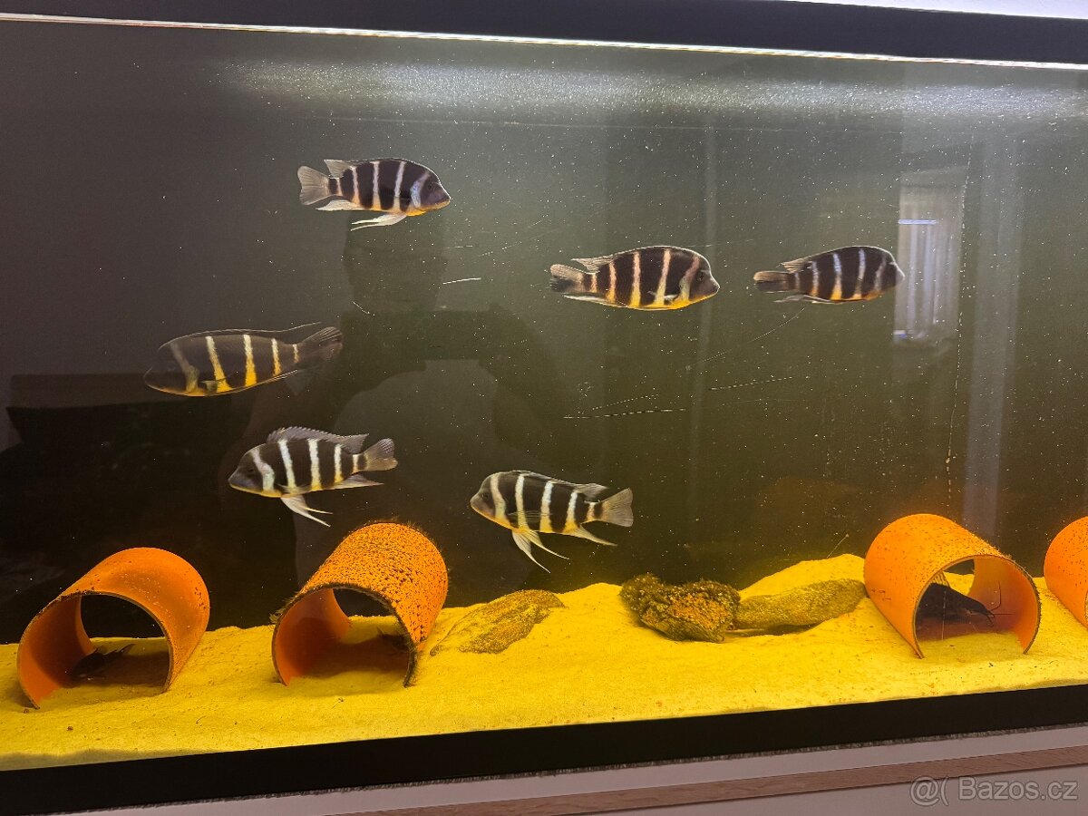 Cyphotilapia giberosa Blue Zaire Moba