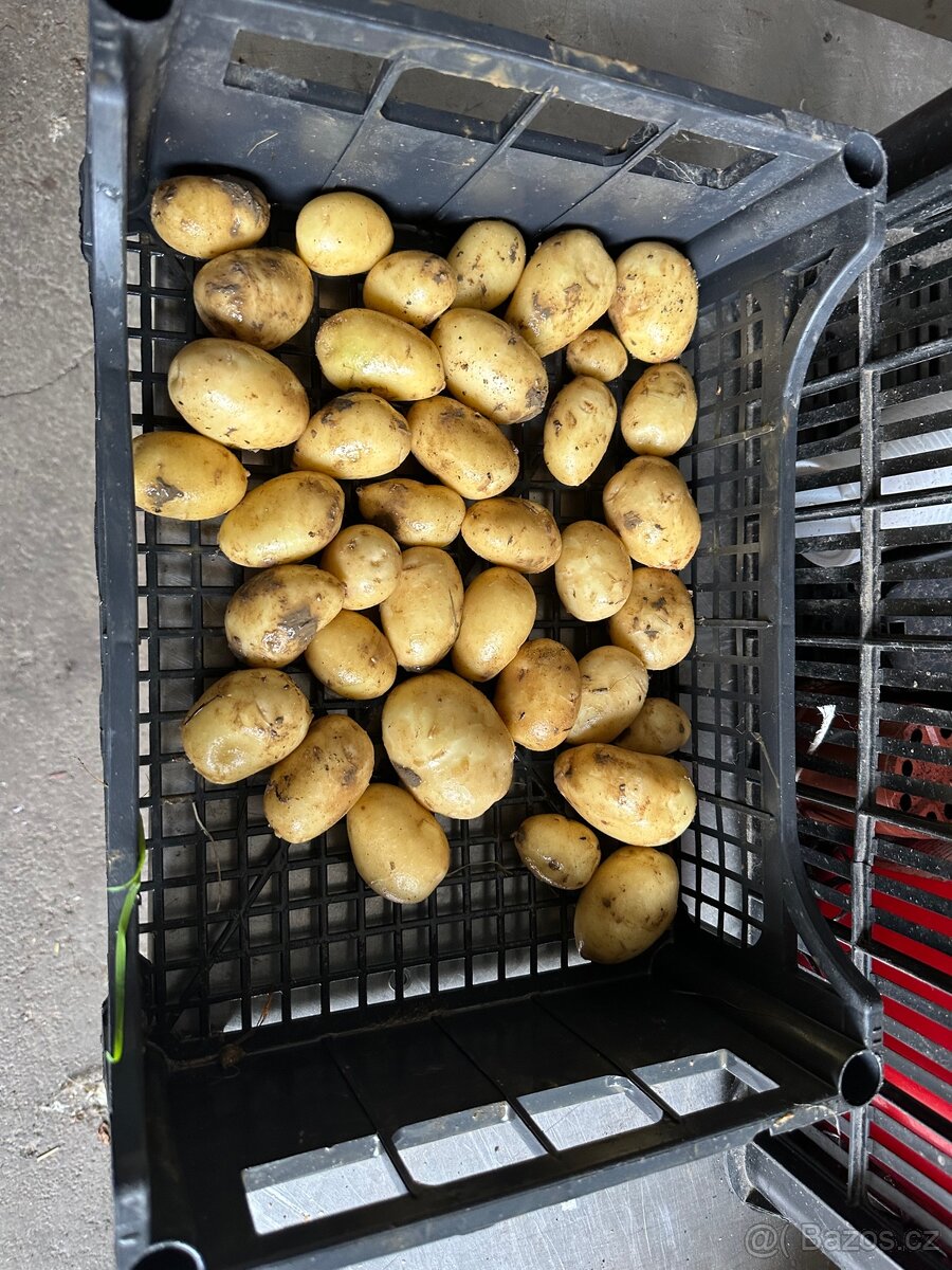 Brambory
