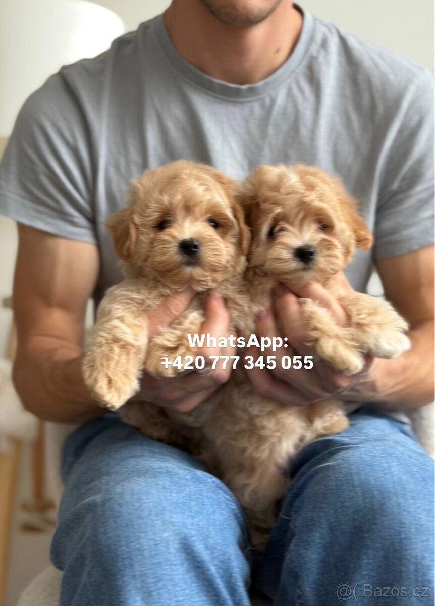 Štěňátko chlapeček Maltipoo