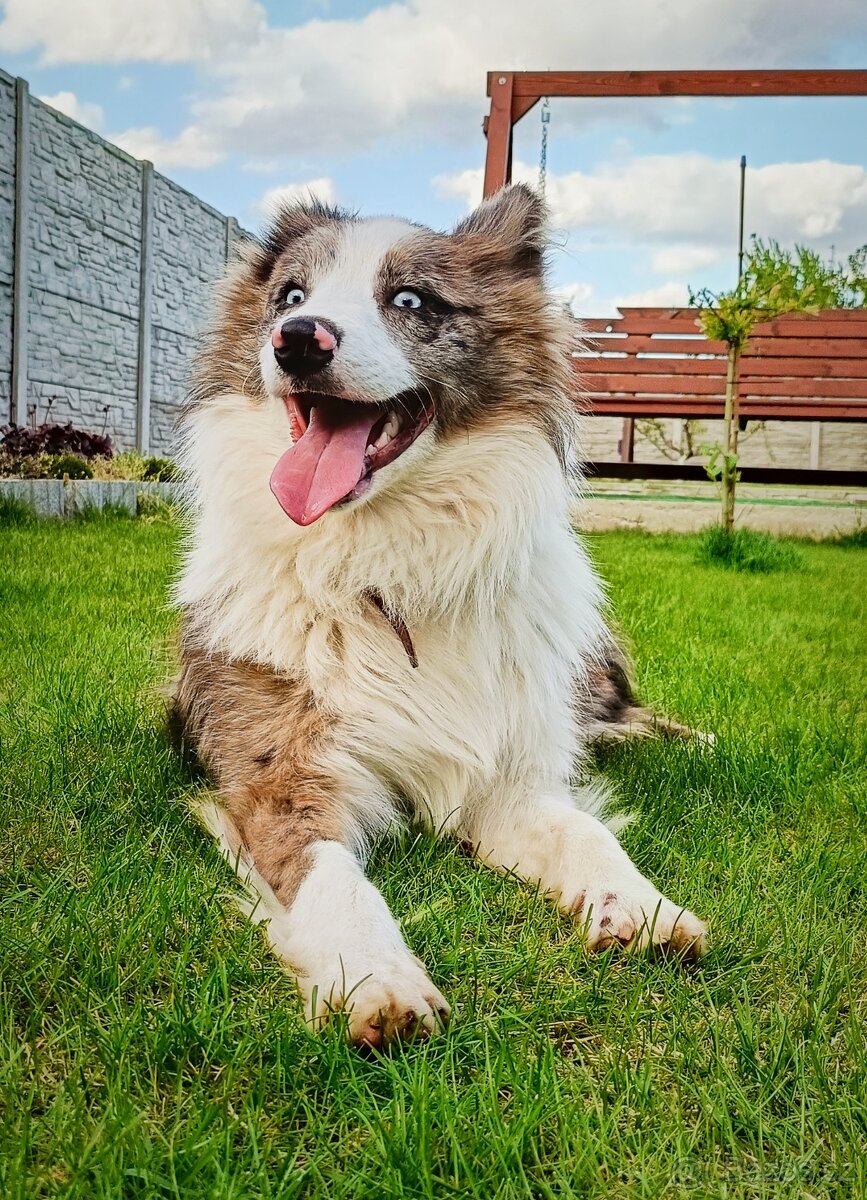 Border kolie