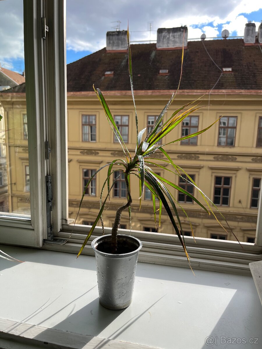 Dracena Marginata - 40 cm