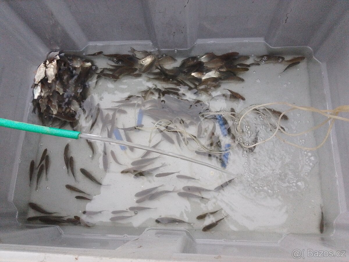 Nástražní rybičky