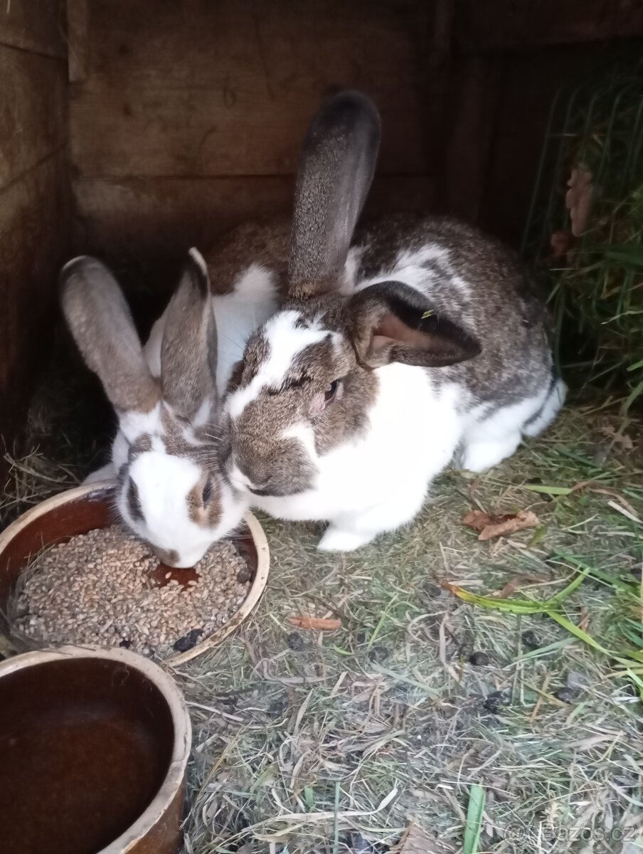 Prodám letošní mladé samice a samce na chov ov