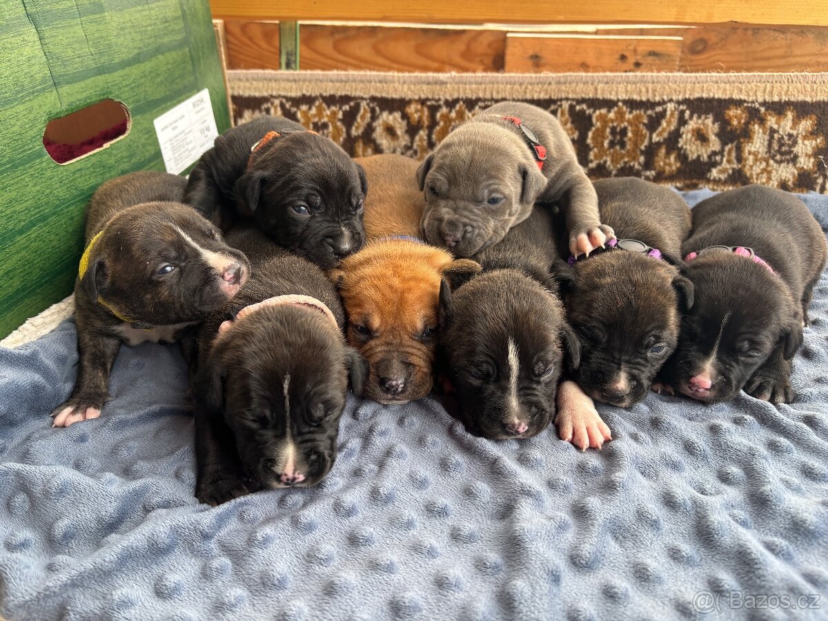 Americký stafordsirsky terier, Stafford, amstaf