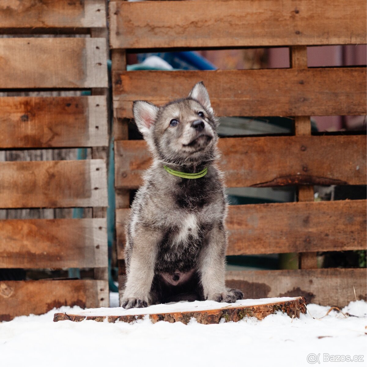 Saarloosův vlčák štěně na prodej