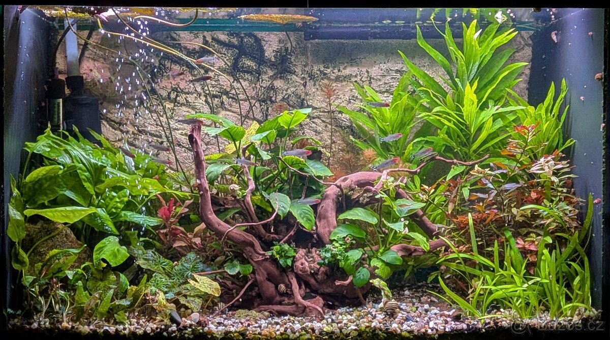 Prostřih akvarijních rostlin