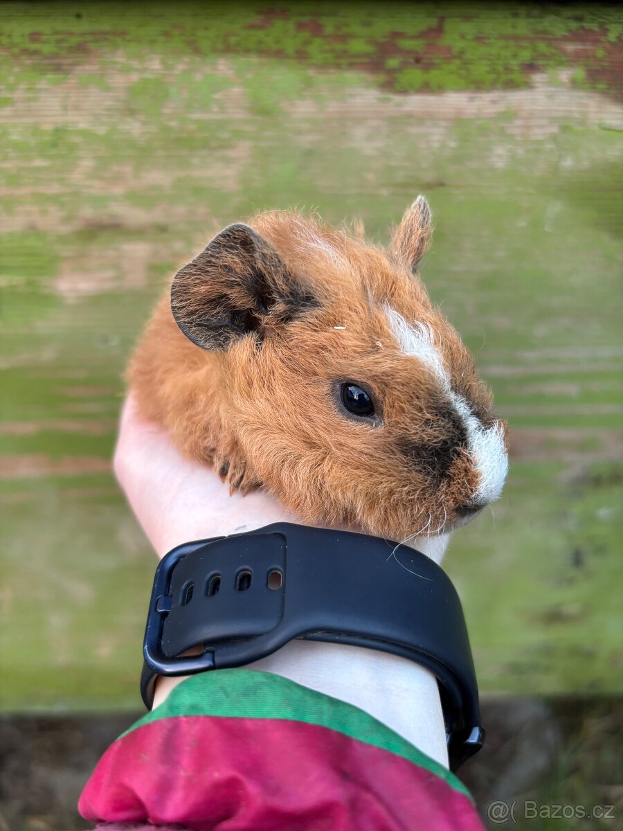 Us Teddy samička č2