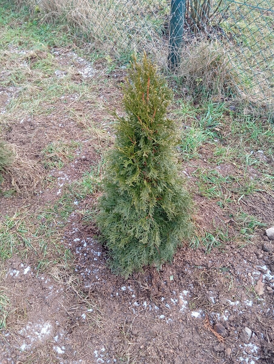 Thuje
