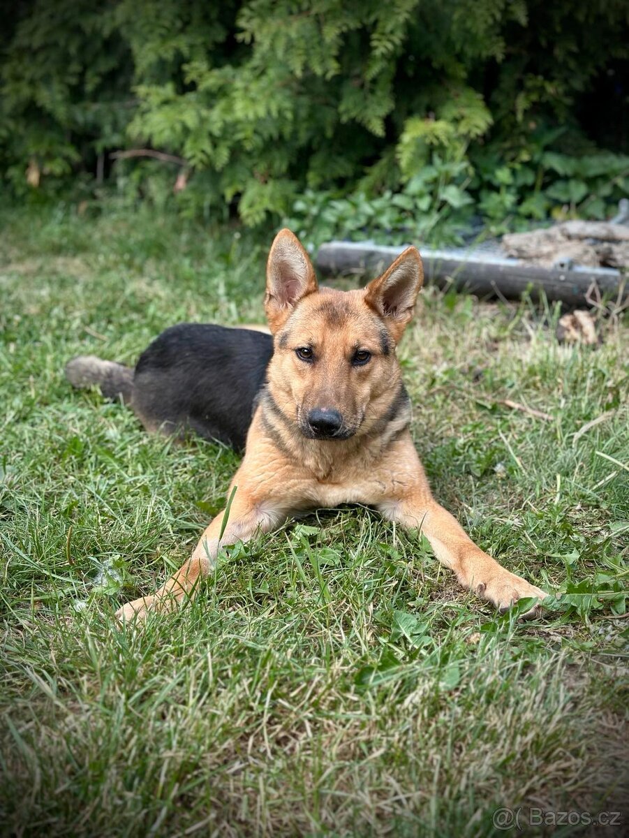 Fenka Asia