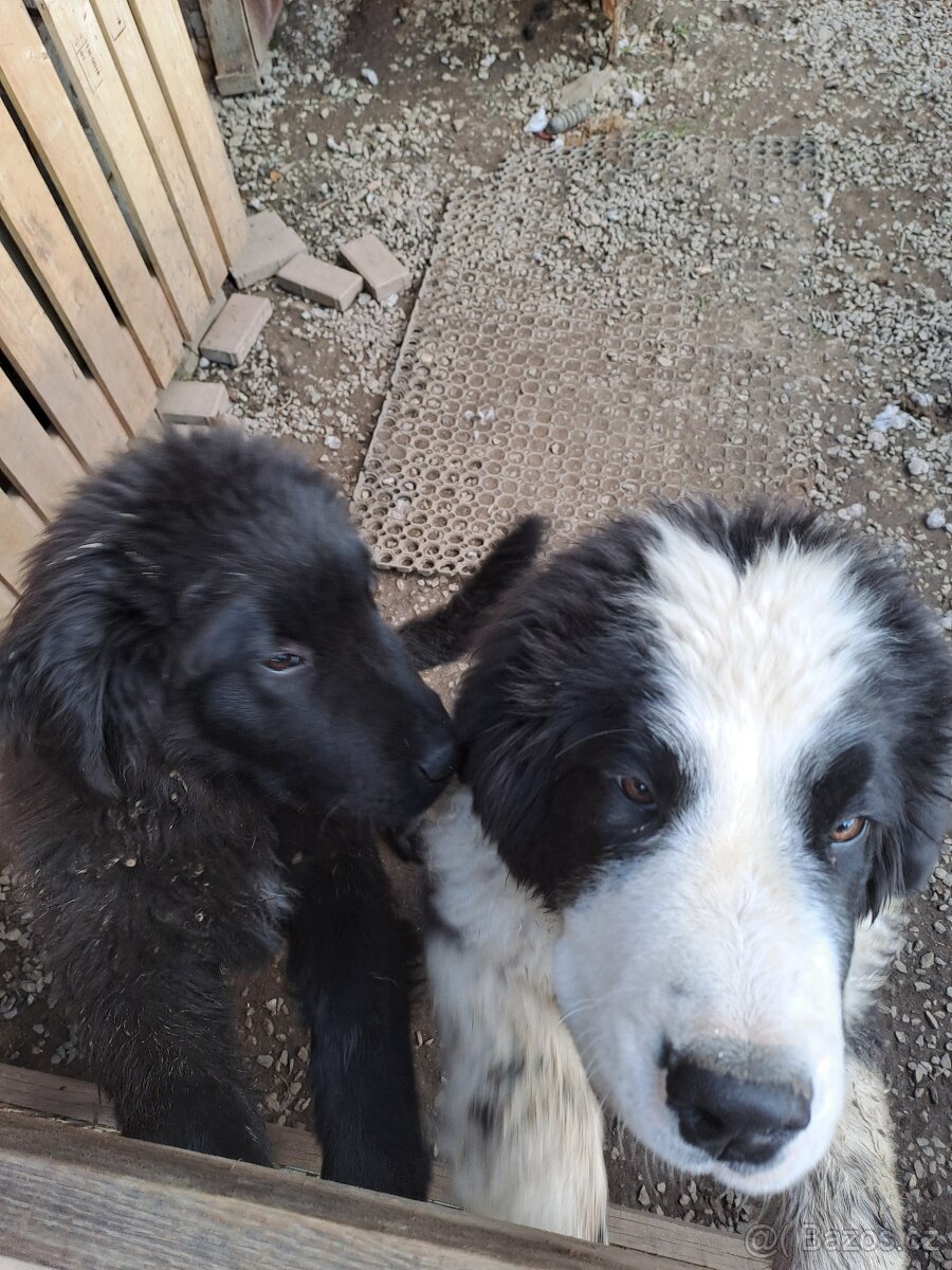Landseer