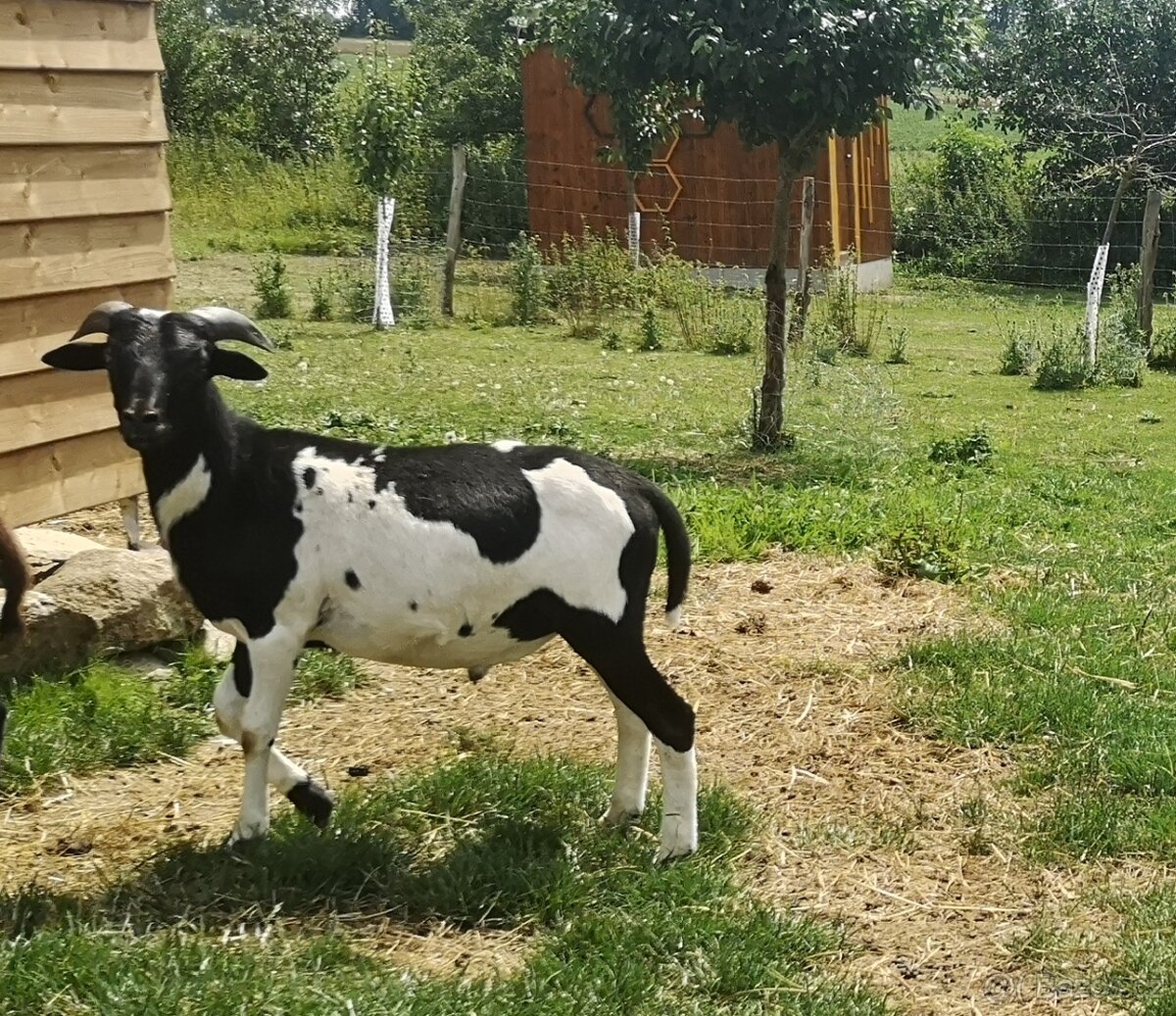 Kamerunská ovce - beránek