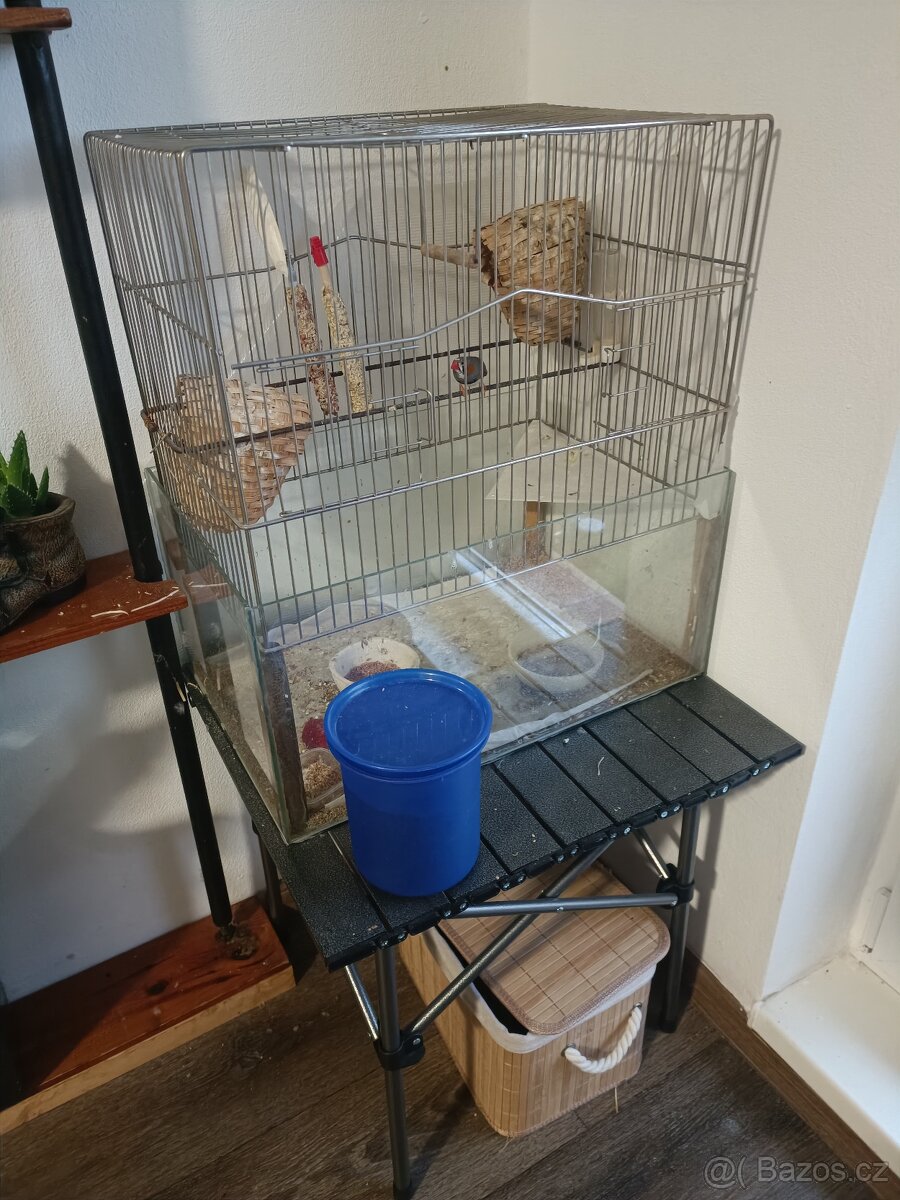 Zebříčky pareček