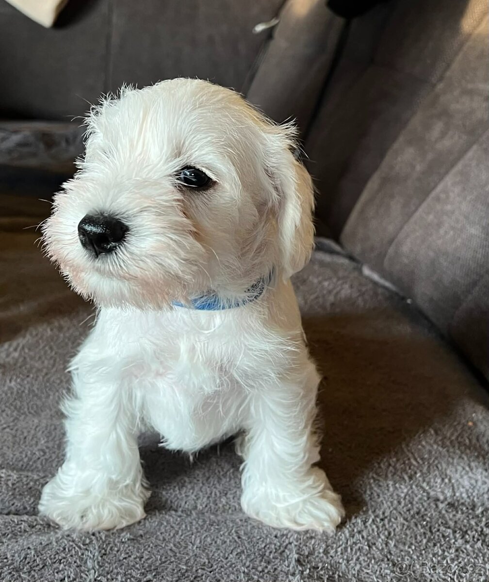 Knírač malý bílý s PP