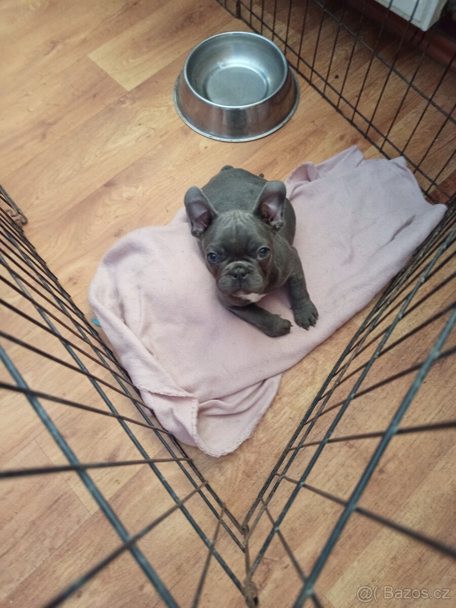 Francouzský buldoček